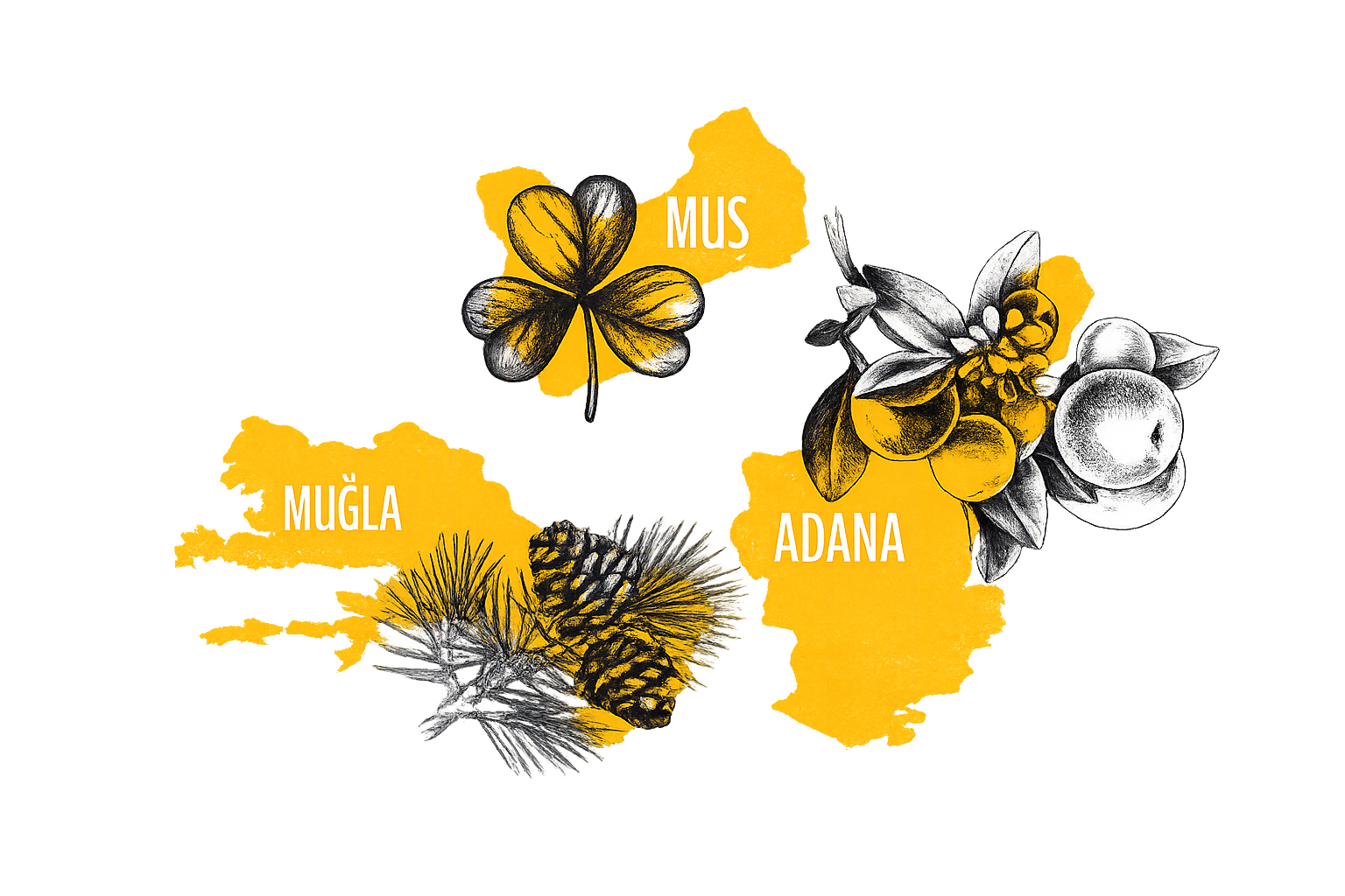 Anadolu haritası, arılar ve çiçekleri temsil eden çizim
